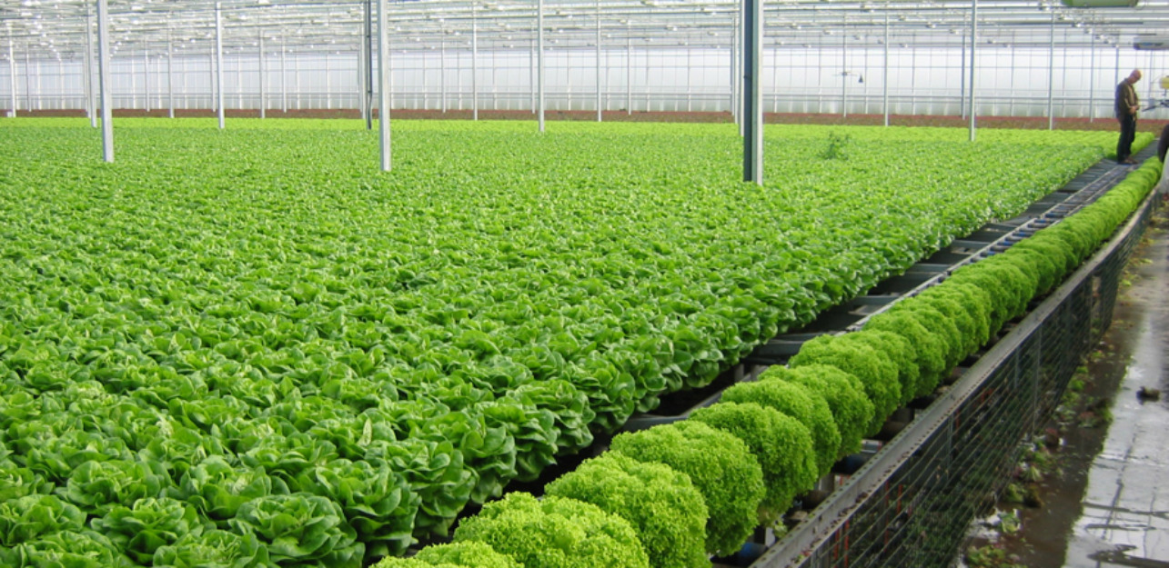 Đồng bằng sông Hồng cần huy động mọi nguồn lực để tạo tiền đề phát triển mô hình nông nghiệp công nghệ cao. Nguồn: Internet.