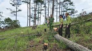 Thủ tướng Chính phủ yêu cầu khẩn trương xử lý trách nhiệm của chủ rừng và các tổ chức, cá nhân có liên quan khi để xảy ra tình trạng phá rừng.