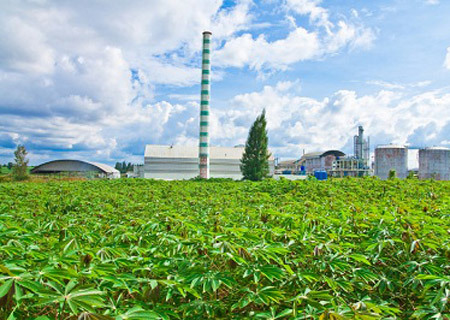 Sắn lát - nguyên liệu chủ yếu để sản xuất cồn ethanol. Nguồn: internet