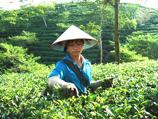 Ảnh minh họa. Nguồn: internet