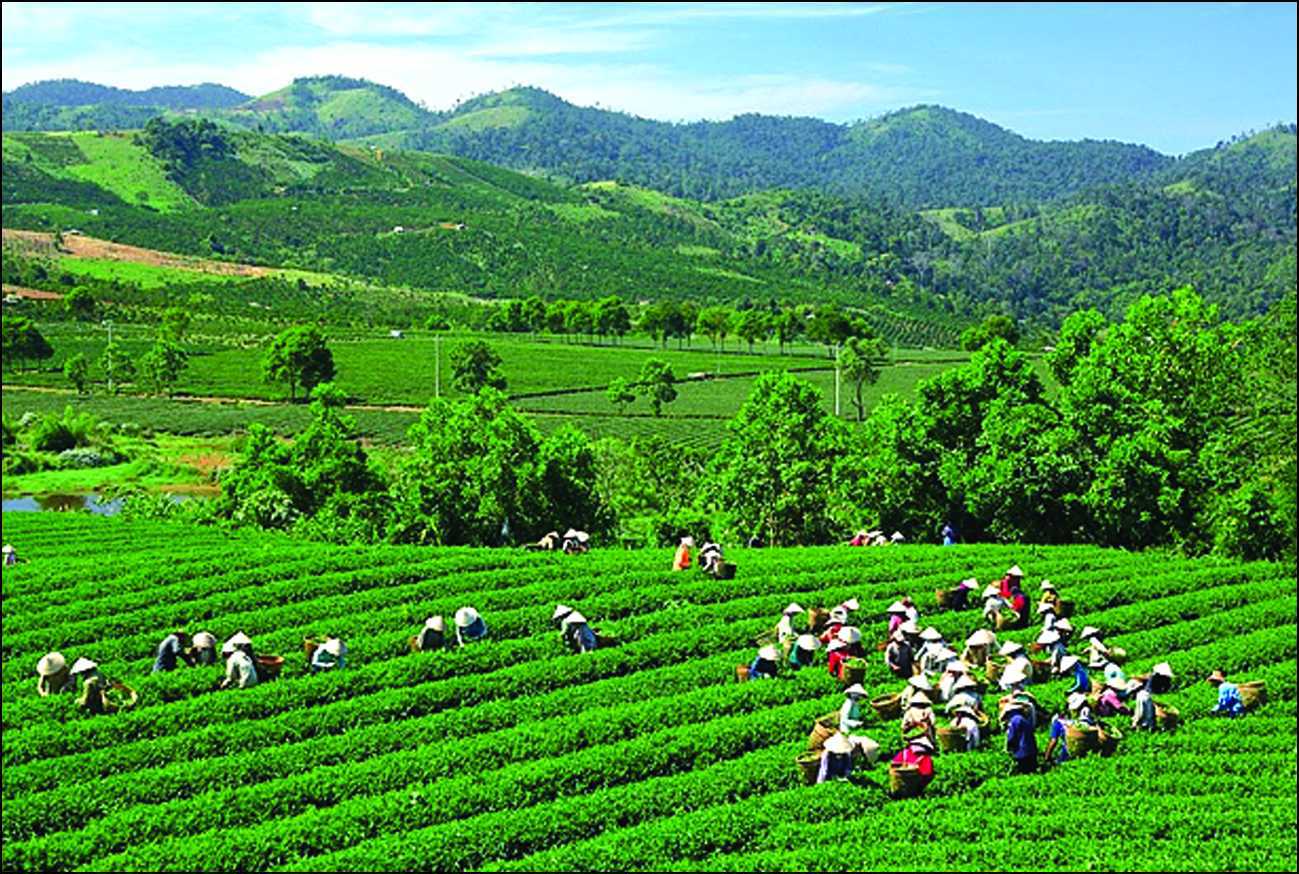 Ảnh minh họa. Nguồn: internet