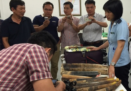 Tang vật ngà voi nhập lậu do cơ quan hải quan phát hiện, thu giữ tại sân bay Nội Bài. Ảnh: HQHN