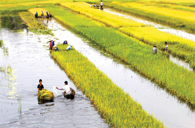 Ảnh minh họa. Nguồn: internet