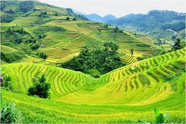Ảnh minh họa. Nguồn: internet