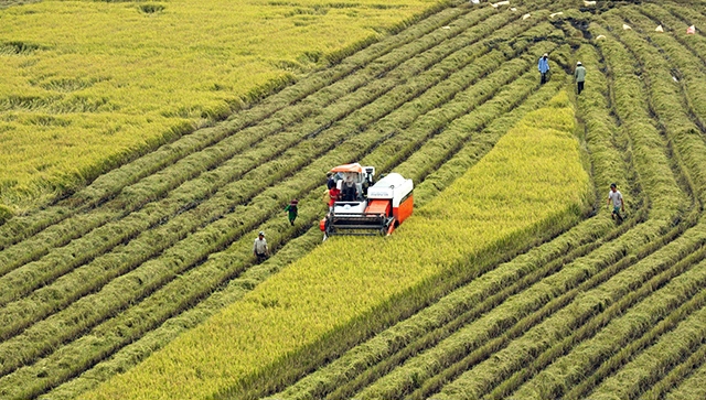 Khoa học công nghệ luôn được coi là giải pháp then chốt tạo đột phá về năng suất, chất lượng hàng nông sản và năng suất, hiệu quả lao động trong nông nghiệp.