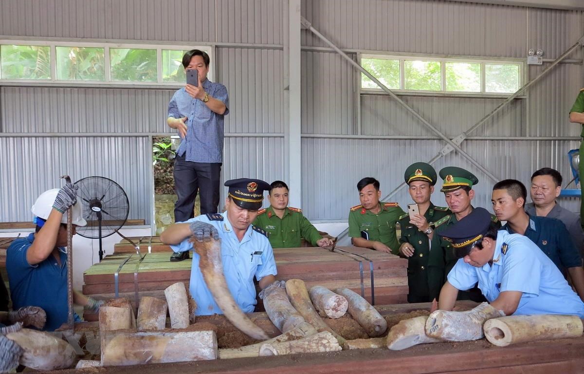 Lực lượng chức năng đang kiểm tra lô hàng, thu giữ nhiều ngà voi được cất giấu trong các hộp gỗ xẻ. Ảnh: TTXVN