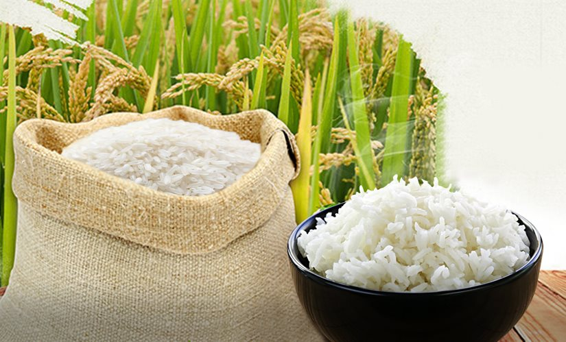 Hiện các tỉnh Đồng bằng sông Cửu Long đang thu hoạch lúa Hè thu, giá lúa và năng suất tương đối tốt.