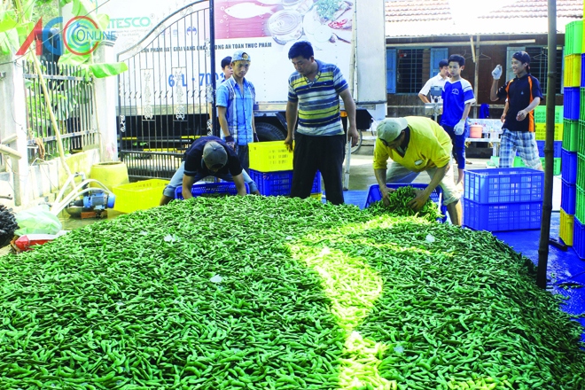 Trong tổng số hơn 51 triệu lao động nông nghiệp thì 97,25% không được đào tạo về nghề nghiệp. Nguồn: internet