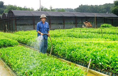 Thủ tướng giao UBND tỉnh Sơn La thực hiện việc sắp xếp, đổi mới các công ty nông, lâm nghiệp nhà nước nắm giữ 100% vốn điều lệ. Nguồn: internet