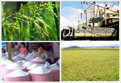 Xây dựng thương hiệu gạo của Việt Nam là mục tiêu hướng tới từ nay đến năm 2030. Ảnh minh họa. Nguồn: internet