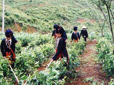 Kinh phí hỗ trợ sản xuất, xây dựng nông thôn mới phù với điều kiện của từng địa phương. Nguồn ảnh: internet
