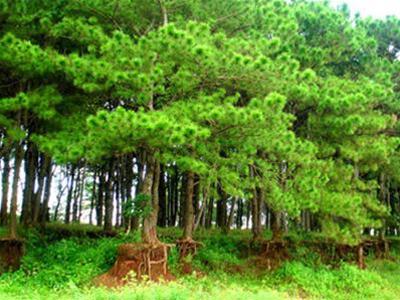 Rừng phòng hộ mang lại nhiều lợi ích thiết thực cần phải được duy trì và bảo vệ. Nguồn: internet