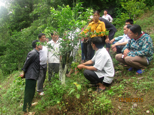 Giáo viên hướng dẫn học viên thực hành kỹ thuật ghép cành. Nguồn: backan.gov.vn 