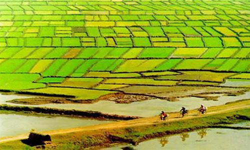 Sản xuất nông nghiệp manh mún khiến mất rất nhiều đất đai để tạo bờ thửa, gây khó khăn cho áp dụng công nghệ hiện đại. Nguồn ảnh: internet