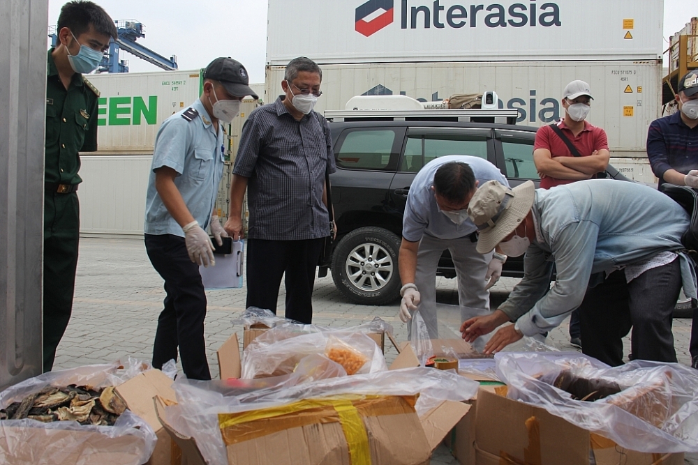 Lô hàng nhập lậu trị giá lớn ngụy trang sò huyết đang được Cục Hải quan TP. Hồ Chí Minh mở rộng điều tra, xác minh để xem xét khởi tố hình sự; Ảnh: T.H
