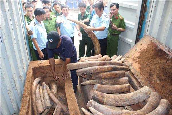 Ngà voi nhập lậu do Cục Hải quan TP.HCM bắt giữ tại cảng Cát Lái vào cuối năm 2016. Nguồn: PV.