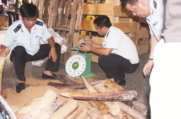 Lô hàng ngà voi do Hải quan TP.HCM phát hiện trong lô hàng quá cảnh ngày 6/9/2017. Nguồn: PV.