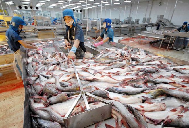 Sau 14 tháng bị rút "thẻ vàng", Việt Nam vẫn đang tích cực triển khai các biện pháp nhằm đẩy mạnh cuộc chiến chống khai thác hải sản bất hợp pháp, không báo cáo theo quy định (IUU). Nguồn: internet