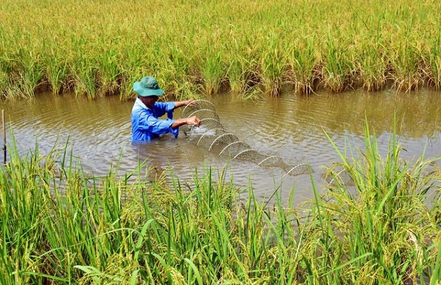 Mô hình lúa tôm tại tỉnh Cà Mau, Bạc Liêu được đánh giá là mô hình sản xuất bền vững. Ảnh TL