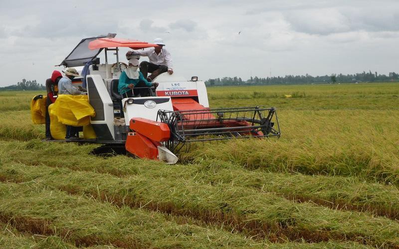 Đồng bằng sông Cửu Long đang vào thu hoạch vụ lúa Đông Xuân 2021 - 2022 - Ảnh: Nguyễn Huyền