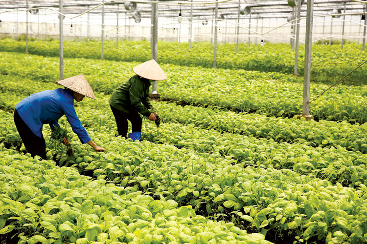 Dư nợ tín dụng đối với lĩnh vực nông nghiệp - nông thôn đến cuối tháng 12/2018 tăng khoảng 21,4% so với cuối năm 2017. Nguồn: internet