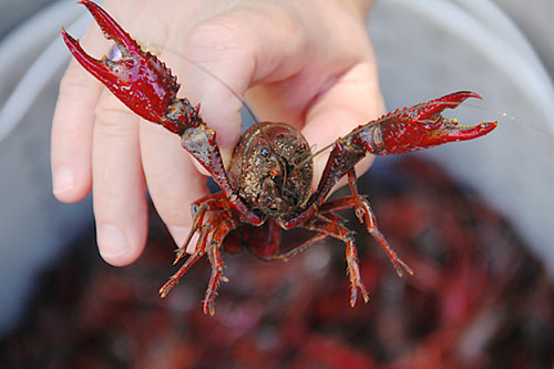 Tôm hùm đất (Cherax quadricarinatus) bị cấm vận chuyển vào Việt Nam.