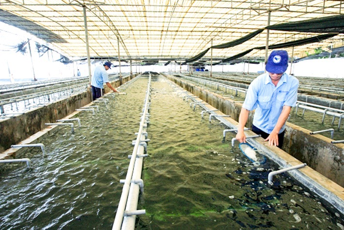 Công ty TNHH Hải Nam Okinawa nâng cao hiệu quả kinh doanh nhờ áp dụng ISO 31000:2018. Nguồn: internet