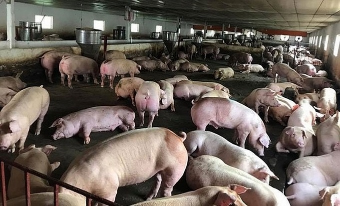Huy động thêm tối đa 70% Quỹ dự trữ tài chính cấp tỉnh để hỗ trợ thiệt hại do dịch tả lợn châu Phi. Nguồn: internet