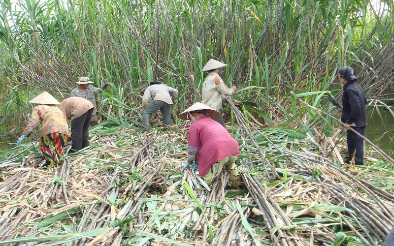 Ảnh minh họa. Nguồn: internet