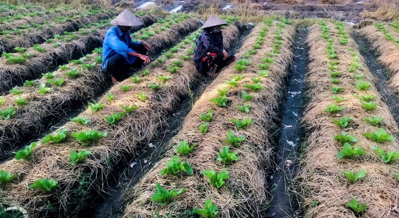 Hiện nay người dân trên địa bàn tỉnh Long An đã nhận thức rõ hơn về vai trò của việc trồng rau ứng dụng công nghệ cao hay theo tiêu chuẩn VietGap. (Ảnh minh họa. Nguồn ảnh: HM)