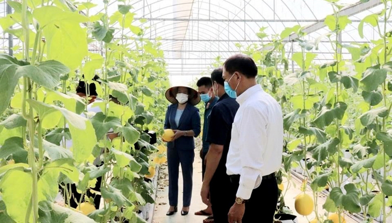 Một mô hình trồng dưa lưới hữu cơ theo hướng công nghệ cao ở Chúc Sơn (Chương Mỹ, Hà Nội) mang lại hiệu quả kinh tế cao (Nguồn: hanoimoi.com.vn)
