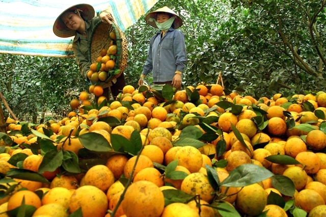 Ảnh minh họa. Nguồn: internet