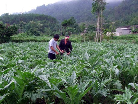 Thị trường tiêu thụ dược liệu trên địa bàn tỉnh Hà Giang những năm gần đây khá sôi nổi, với nhiều chủng loại. Nguồn: internet