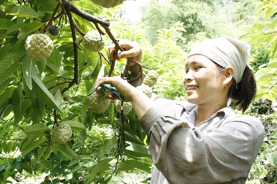 Nhãn hiệu na Chi Lăng không chỉ có danh tiếng mà còn được bạn bè gần xa tìm đến.