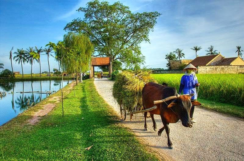 Trong hội nhập quốc tế, nông nghiệp, nông dân, nông thôn đang đứng trước những cơ hội và không ít thách thức. Nguồn: internet