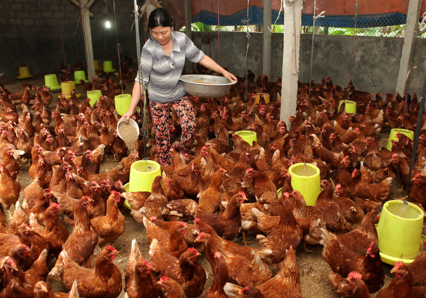 Hợp tác xã có vai trò rất quan trọng trong việc phát triển và hiện đại hóa nông nghiệp. Nguồn: internet