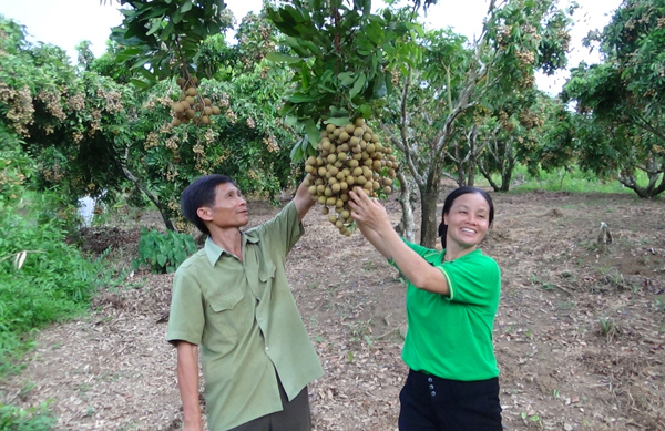 Đến nay, toàn huyện Sông Mã (Sơn La) có khoảng 500 ha nhãn ghép.