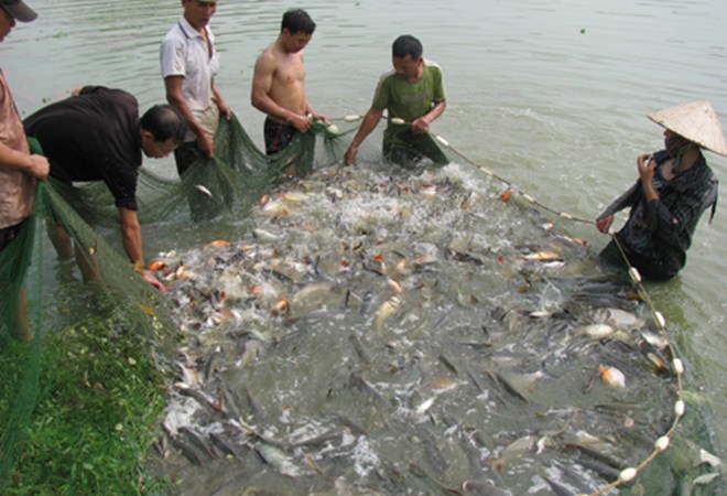 Nuôi trồng thủy sản theo hướng an toàn sinh học là hướng đi bền vững cho ngành thủy sản Việt Nam.