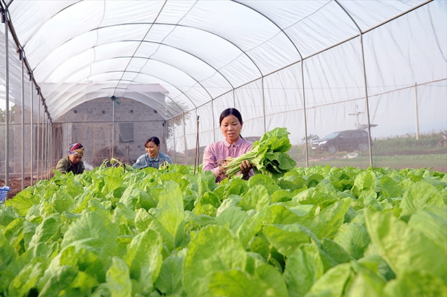 Thu hoạch rau sạch tại Hợp tác xã rau quả sạch Chúc Sơn, huyện Chương Mỹ, TP. Hà Nội. Ảnh: Trần Hải