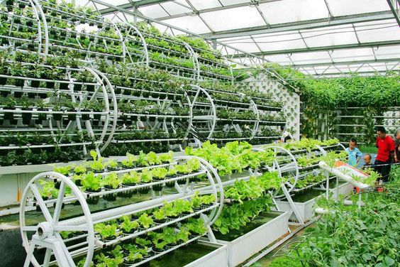 Theo đánh giá của các chuyên gia nông nghiệp, mới có khoảng 30% sản phẩm sản xuất theo chuỗi được tiêu thụ theo hợp đồng. Nguồn: internet