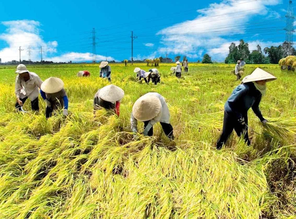 Nghiên cứu thành lập Quỹ phát triển bền vững vùng Đồng bằng sông Cửu Long. Nguồn: internet