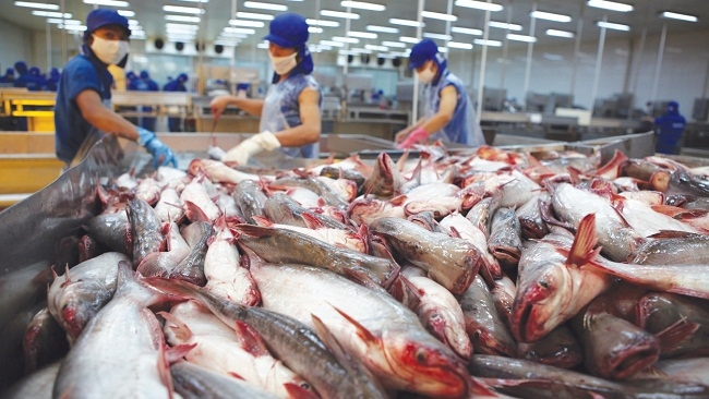 Xuất khẩu cá tra sang Mỹ dự báo sẽ gặp khó do vị tăng thuế. Nguồn: internet