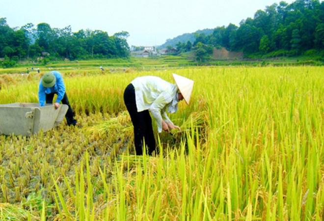 Tiếp tục đẩy mạnh công nghiệp hóa, hiện đại hóa nông nghiệp.