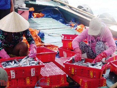 Tàu cập cảng Thuận An, cá được thu mua nhanh chóng
