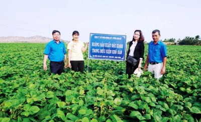 Vườn ươm giống đậu xanh của Nha Hố Seed.