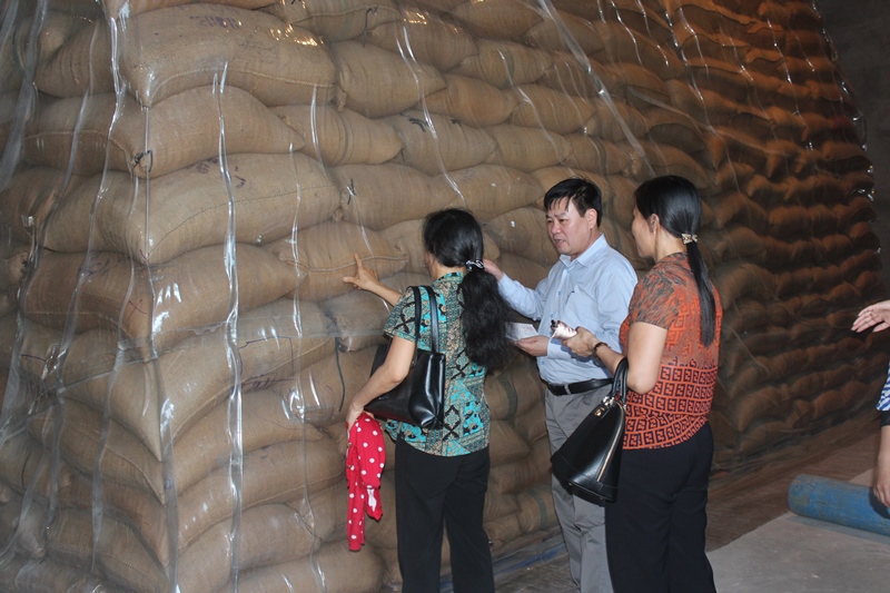 Ông Lê Văn Thời, Phó Tổng cục trưởng Tổng cục DTNN trực tiếp kiểm tra chất lượng thóc tại các điểm kho.