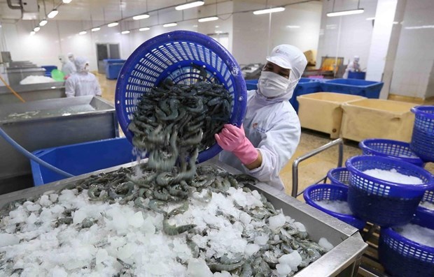 Giá thành sản xuất tôm đang tăng cao do biến động từ quốc tế. Ảnh minh họa.