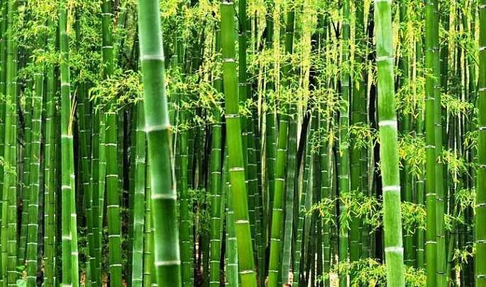 ISO ban hành tiêu chuẩn quốc tế đầu tiên về tre mang tiêu chuẩn ISO 21625