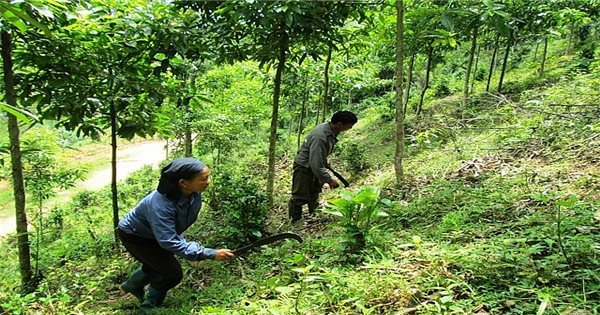 Chính sách hỗ trợ gạo từ nguồn DTQG cho nhân dân các địa phương để thực hiện công tác bảo vệ, phát triển rừng góp phần giúp nhân dân ổn định cuộc sống, yên tâm sản xuất.