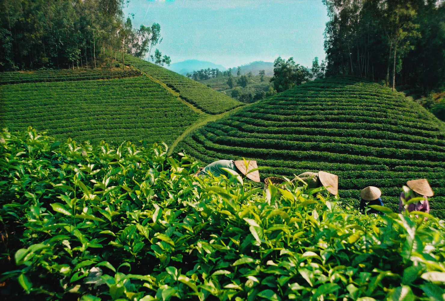Những người trẻ tuổi là những người đóng góp có giá trị cho hành động vì khí hậu với tư cách là những người tiên phong về môi trường. 